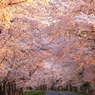 夜明けの桜街道 II