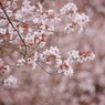 花の時間