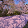 桜道