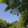 日原川の緑