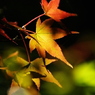 秋の色彩
