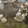 平成を送る：山桜１：写真句