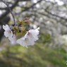 平成を送る：山桜２：写真句
