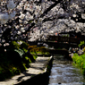 多摩川・二ヶ領用水の桜(1)