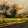 夕暮れ桜