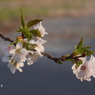 写真歌：山桜１：令和のはじまりを祝って