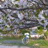 写真歌三首：山桜２：令和のはじまりを祝って