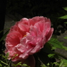牡丹6