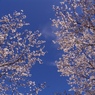 桜空２