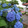 北の紫陽花寺①