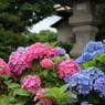 北の紫陽花寺②