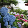 北の紫陽花寺③