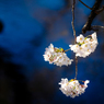 多摩川・二ヶ領用水の桜(4)
