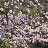 何ということもない庭の桜