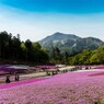 武甲山と芝桜