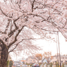 桜。