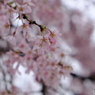 桜　東北編