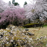 ３種の桜