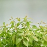 新緑の季節