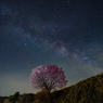 桜銀河～野平の一本桜～　*ソフトフィルターあり