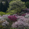 桜と花桃