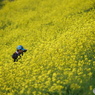 菜の花迷路