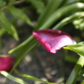 花びら。