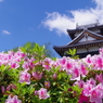 ツツジが彩る城下町