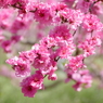 春の花