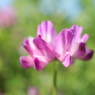 蓮華の観察