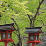 新緑に誘われて…