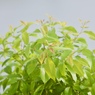新緑の季節３