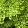 新緑の季節４