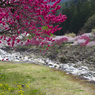 花桃の散歩道