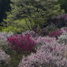 桜と花桃其の二