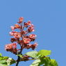 紅花栃の木