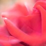 お目覚めに薔薇の香りを