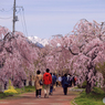 日中線のしだれ桜 1
