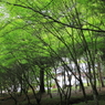 新緑の和気神社