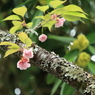 熊野本宮大社　八重桜