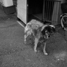 睨む