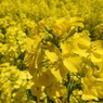 DSCN2653