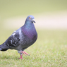 かわいい鳩