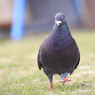 かわいい鳩
