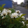 写真モノローグ：白の木香薔薇