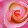 ピンクの薔薇
