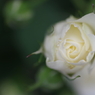 大好きな白い薔薇．．
