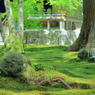 苔の住人たち