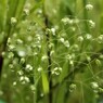 雨だれの音　夏を呼ぶ