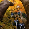 2010 紅葉